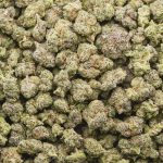 Galactic Warhead AAAA Popcorn - Hybrid