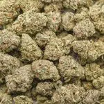 Hazy Margarita AA - Sativa - Image 3