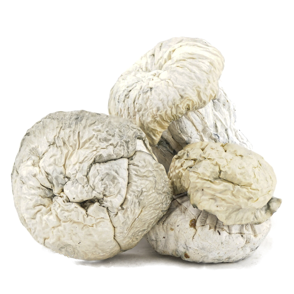 buy-weed-online-dispensary-magic-mushrooms-iceberg-three Shrooms - Iceberg - Image 1