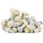 Shrooms - Jack Frost - Image 2