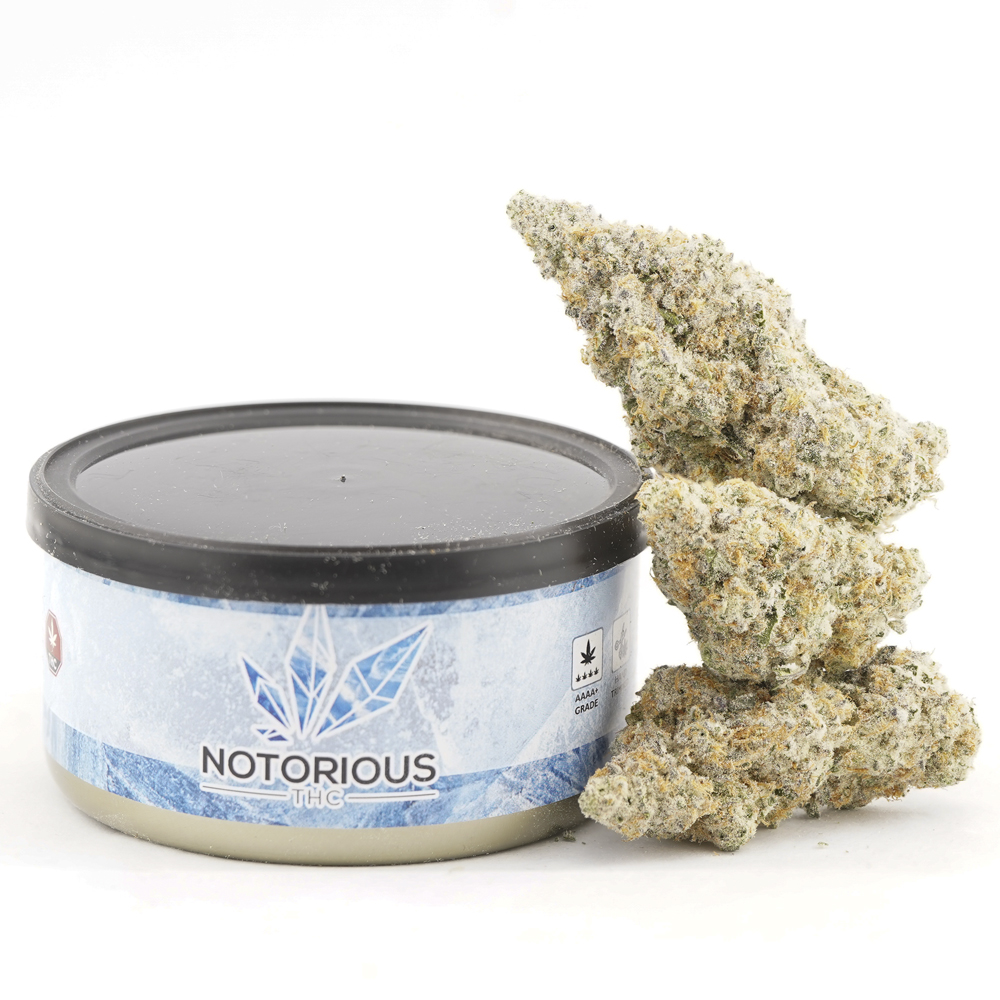 buy-weed-online-dispensary-notorious-tuna-can-craft-wedding-cake-mac Notorious THC Craft - Wedding Cake MAC (7 Grams) - Image 1
