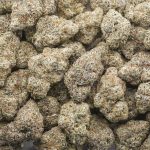 Strawberry Gelato Craft - Indica - Image 3