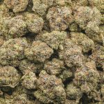 MK Ultra AAAA - Indica - Image 3