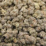 Poison Berry AAAA - Hybrid - Image 3