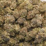 Sunset Sherbet A - Indica - Image 3