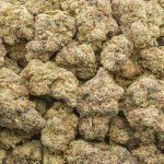 Albino Rhino AAA - Indica - Image 3