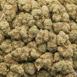 Wholesale - Danky Kong - AA