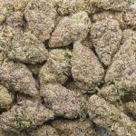 Wholesale - King Kong - AAA