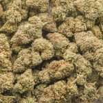 MAC N Cheese AA - Indica - Image 3