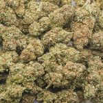 Wholesale - Master Hammer - AA