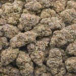 Peyote Purple AAA - Indica - Image 3