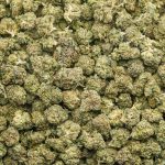 Bobby Wild AAA Popcorn - Indica