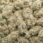 Jedi Kush Craft - Indica - Image 3