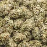 Jungle Cake AAAA - Hybrid - Image 3